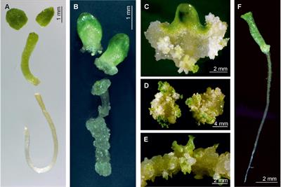 Somatic Embryogenesis in the Family Gentianaceae and Its Biotechnological Application